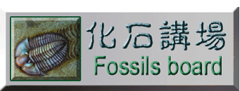 化石講場-Fossils Board
