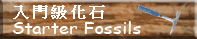 入門級化石 Starter Fossils