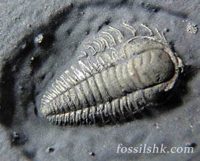 三葉蟲化石- Trilobite fossil (Fossils for sale)